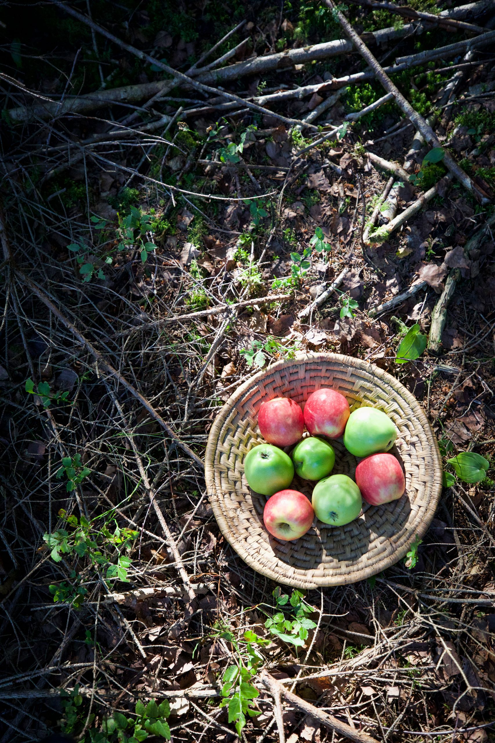 Apples in basket with a rai of light